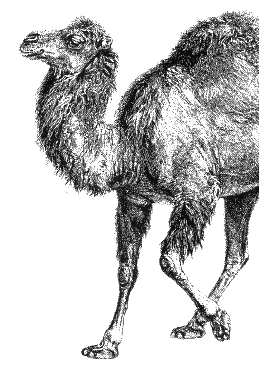 Perl logo - black and white drawing of a camel.